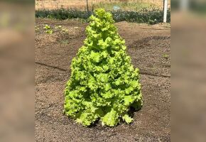 Encontrada entre outras alfaces, a planta surpreendeu a equipe respons&aacute;vel pelo cultivo.
