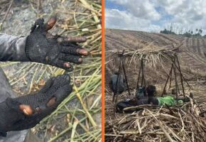 Mais de 800 cortadores de cana denunciam condi&ccedil;&otilde;es degradantes em Pernambuco
