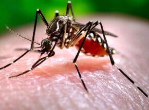 Mosquito aedes aegypti.