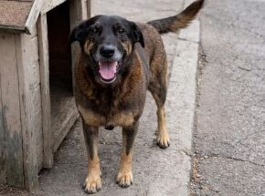 Caso c&atilde;o Orelha.
