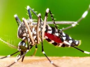 Mosquito transmissor da dengue