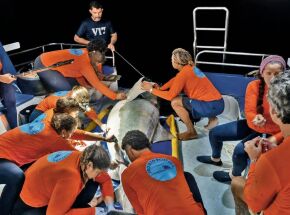 Especialistas capturando os animais para coloca&ccedil;&atilde;o de chip.