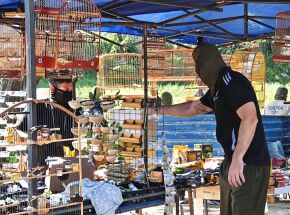 Opera&ccedil;&atilde;o encontrou aves feridas e sem &aacute;gua e comida em Caruaru.