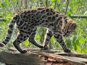 Nova esp&eacute;cie de felino descoberta.