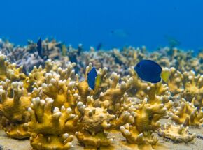 Tamandar&eacute; participa com a iniciativa "Cores de volta ao mar: a hist&oacute;ria de conserva&ccedil;&atilde;o que devolveu vida aos recifes".