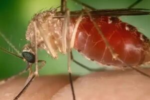 Mosquito transmissor da febre oropouche 