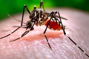 Mosquito aedes aegypti.