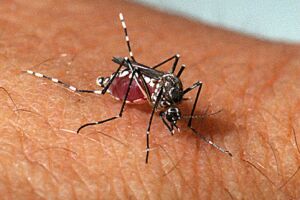 Mosquito da dengue, aedes aegypti.