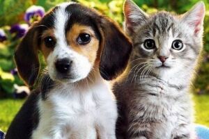 C&atilde;o e gato