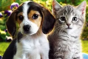 Animais dom&eacute;sticos.