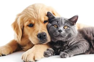 Cachorro e Gato. 