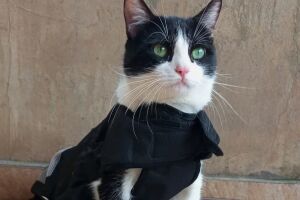 "Gato SRD Mais Bonito do Brasil": diversidade de pelagens e hist&oacute;rias que inspiram a ado&ccedil;&atilde;o. Vencedor de 2024, o gatinho Pipo.