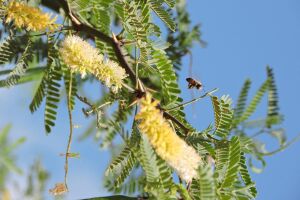 Fauna e flora invasora.