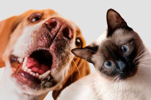 Cadastro nacional permite emitir RG Animal digital com QR Code para identificar c&atilde;es e gatos em todo o Brasil.