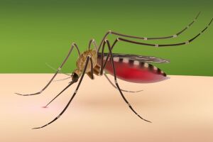Mosquito do g&ecirc;nero Culex, vetor respons&aacute;vel pela transmiss&atilde;o do v&iacute;rus Usutu.
