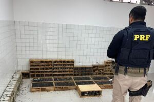 Em Garanhuns, PRF resgata mais de 900 animais silvestres transportados em condi&ccedil;&otilde;es irregulares