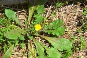 Dente de le&atilde;o (Taraxacum officinale)