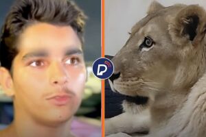 Jovem foi morto por uma leoa ap&oacute;s invadir jaula.