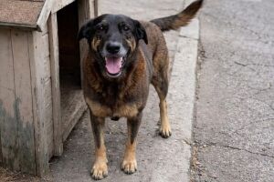 Caso c&atilde;o Orelha.