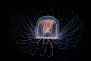 A &aacute;gua-viva imortal.