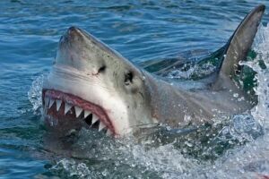 Ataque de tubar&atilde;o 