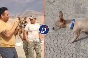 Imagens do cachorro que sobreviveu.