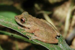 Pererequinha mineira: nova esp&eacute;cie min&uacute;scula mede at&eacute; 3,5 cm 