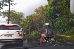 &Aacute;rvore que desabou na Via Mangue, no Recife, ap&oacute;s chuvas.