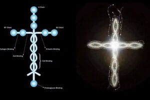 A laminina em Formato de Cruz 