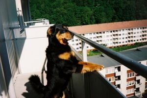 Lei do sil&ecirc;ncio 