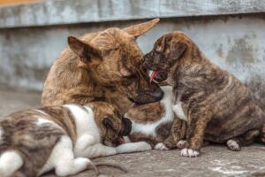 Guerra no Oriente M&eacute;dio leva donos a abandonar ou sacrificar animais de estima&ccedil;&atilde;o