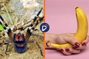 Veneno da aranha brasileira pode provocar ere&ccedil;&atilde;o de at&eacute; 4 horas