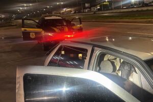 O caso ser&aacute; encaminhado &agrave; Pol&iacute;cia Civil, para identifica&ccedil;&atilde;o do propriet&aacute;rio do ve&iacute;culo e ado&ccedil;&atilde;o das medidas legais cab&iacute;veis.