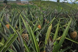 Abacaxi de Pombos em Pernambuco