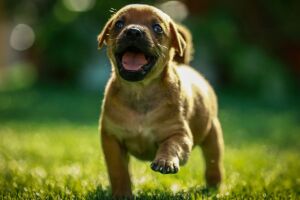 Adota PET Recife permite doa&ccedil;&atilde;o de filhotes por moradores.