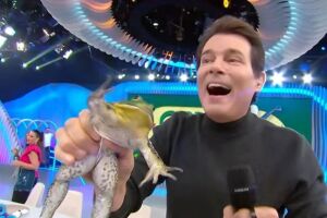 SBT &eacute; proibido de usar animais em programas de TV ap&oacute;s acusa&ccedil;&atilde;o de maus-tratos contra uma r&atilde;