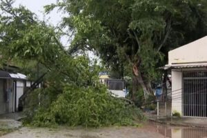 Queda de &aacute;rvore deixa moradores sem energia em Areias ap&oacute;s fortes chuvas no Recife