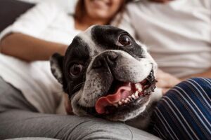 Senado aprova guarda compartilhada de pets ap&oacute;s separa&ccedil;&atilde;o de tutores 