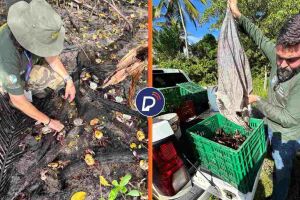 Uma a&ccedil;&atilde;o da CPRH soltou 364 caranguejos, nesta quinta-feira (23), em &aacute;rea de mangue preservada e protegida.