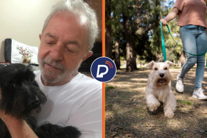  Lei 15.392/2026, que estabelece regras para a cust&oacute;dia compartilhada de animais.