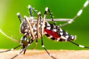 Boletim Epidemiol&oacute;gico de Arboviroses n&ordm; 15. 