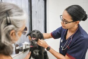 Veterin&aacute;ria cuidando de Pets