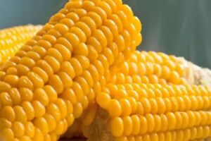 O milho &eacute; o principal ingrediente dos festejos juninos.