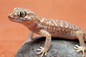 A lagartixa dom&eacute;stica aproveita a ilumina&ccedil;&atilde;o e as frestas das paredes para ca&ccedil;ar insetos e manter o equil&iacute;brio do ambiente residencial.