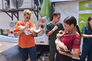 Mutir&atilde;o de castra&ccedil;&atilde;o em Olinda
