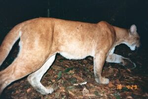 jaguarundi predando na Caatinga