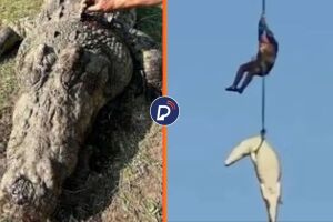 Crocodilo de meia tonelada &eacute; suspeito de devorar ao menos sete pessoas 