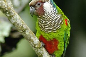 Periquito cara suja (Pyrrhura griseipectus)