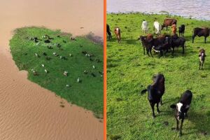 Rebanho de gado fica ilhado em Goiana (PE) ap&oacute;s rio transbordar com chuvas.