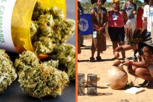 Ind&iacute;genas Pankar&aacute; se preparam para cultivo de cannabis